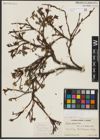 Foto von Salix pulchra Cham.